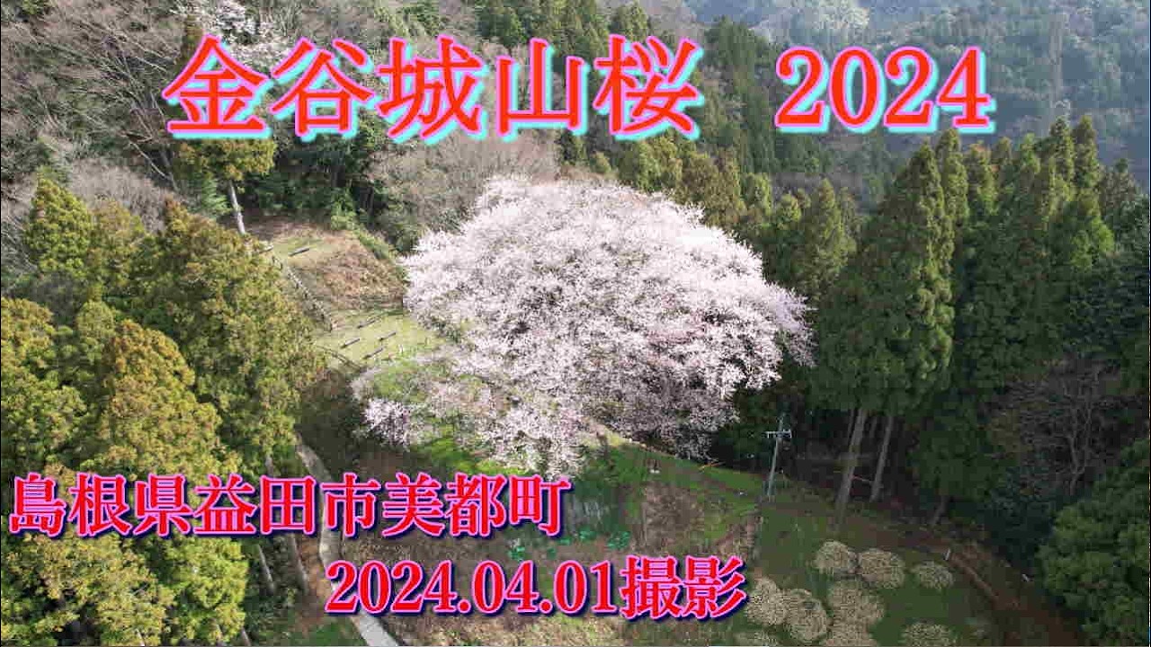 金谷城山桜2024　2024.04.01撮影