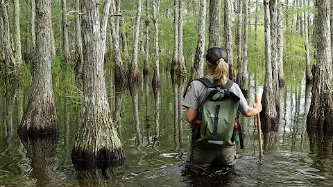 Take a walking tour of the Big Cypress National Preserve in South Florida