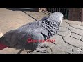 African gray  parrot. Polina.
