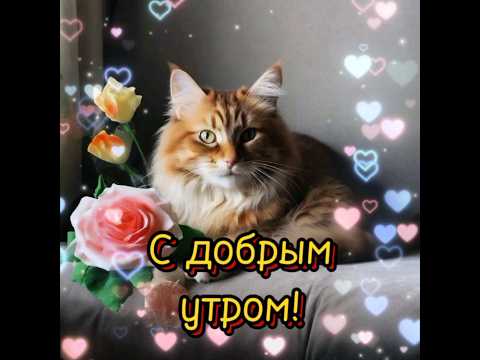 💟Пожелание доброго утра и хорошего дня!👍 #2024 #новоевидео #доброеутро