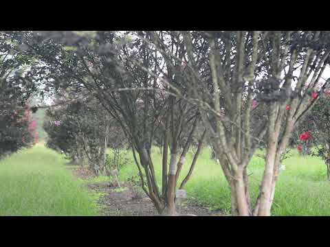 ቪዲዮ: Crepe Myrtle Blight ምንድን ነው - በክሬፕ ሚርትል ዛፎች ላይ ብላይትን ለማከም የሚረዱ ምክሮች