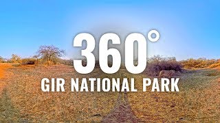 gir national park visit timings