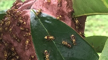 Get rid of wasps with green ants