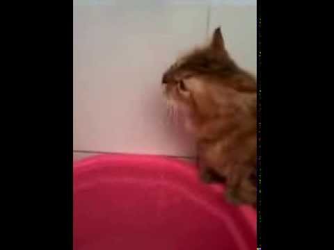 Kucing pintar minum air kran - YouTube