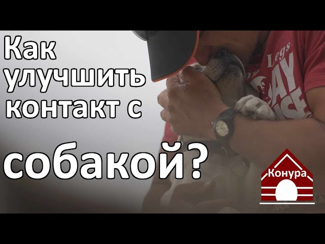 отношения между хозяином и собакой