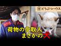 飼い主が亡くなっても、毎月届くドッグフード　配達員が語った真実に涙する