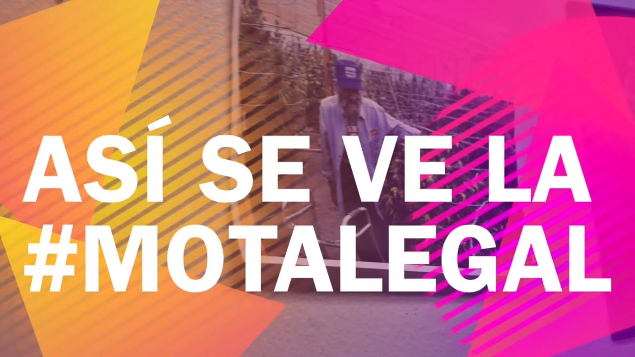 Así se ve la Mota Legal