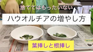 ハオルチア⭐️白銀の露 葉挿し⭐️ 発根済み、美品、すくすく成長中！ mqdefault.jpg