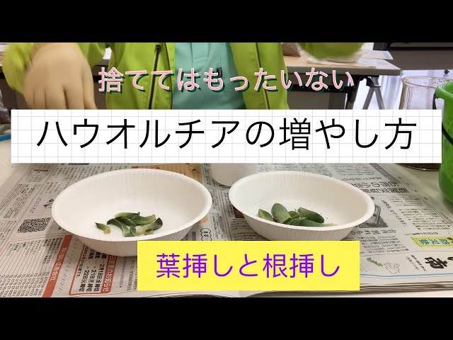 ハオルチア⭐️白銀の露 葉挿し⭐️ 発根済み、美品、すくすく成長中