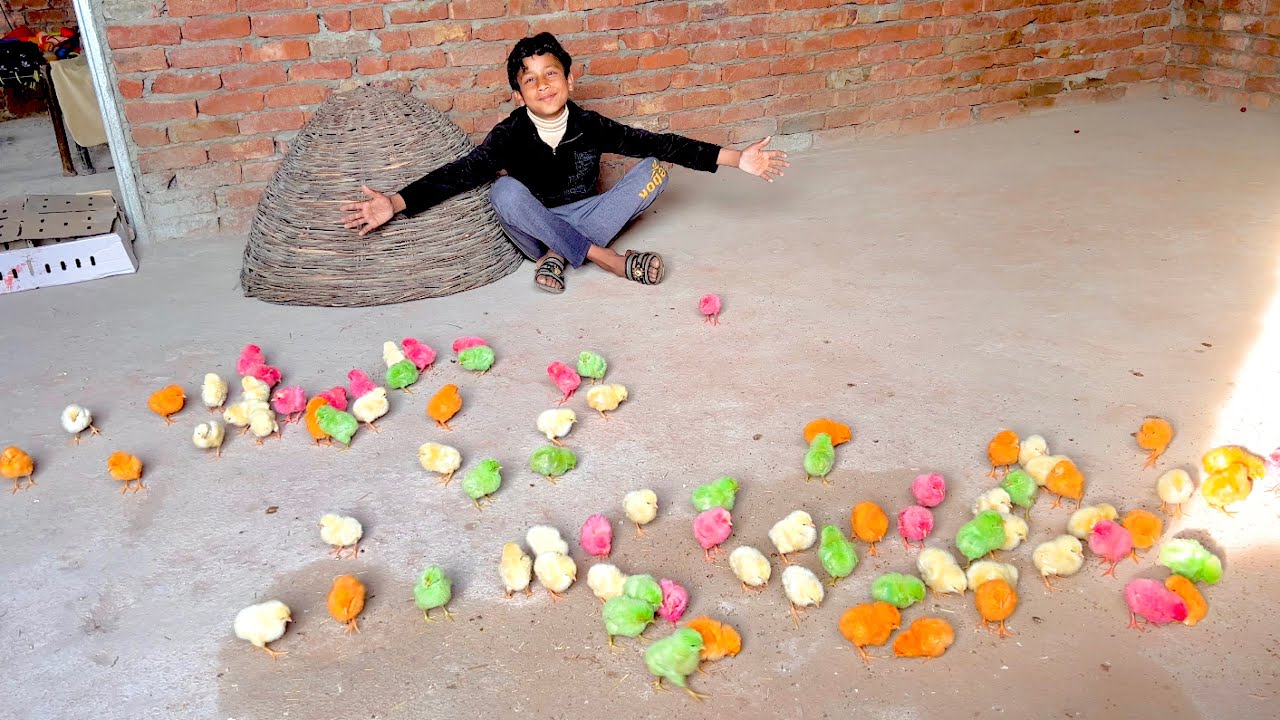 100 Baby Chicks 🐤 | Mera New Chozha 😍 | Dawood Sabir Vlogs