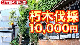 【朽木伐採】倒壊寸前の庭木を日暮れまでに切れるのか( ゜Д゜)千葉県市川市の便利屋各作業料一覧、お問い合わせ先は概要欄をご覧下さい