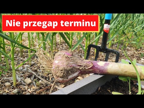 Wideo: Skąd wziął się termin wykopany?