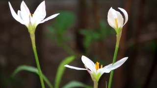 初秋の花 たますだれ サフランもどき タムラソウ 彼岸花 Youtube
