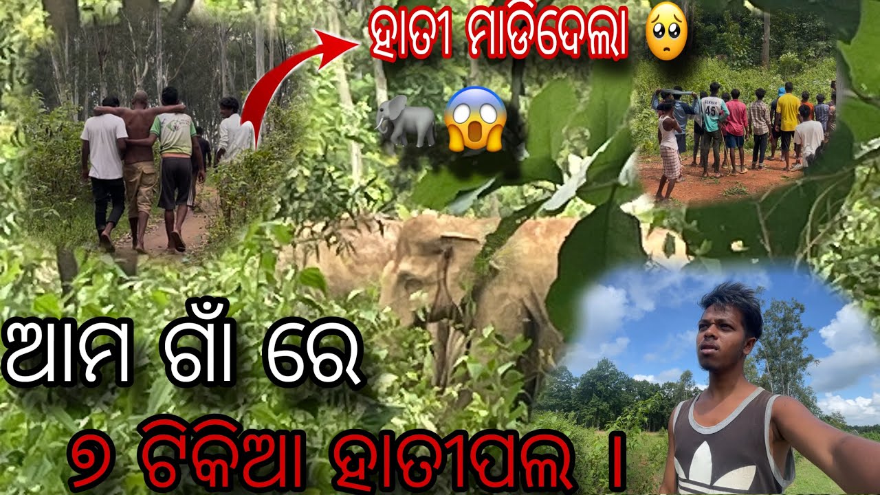 ଆମ ଗାଁ ରେ ୭ ଟିକିଆ ହାତୀପଲ । 🥺😱( ହାତୀ ମାଡିଦେଲା ) 