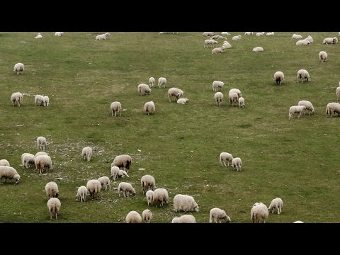 Colin Newman - Alone / The Silence of the Lambs in Cologne, Germany