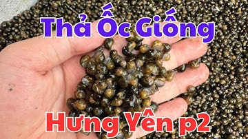 BÍ MẬT thả Ốc Nhồi, Ốc Bươu Đen Giống sống 100%