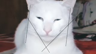 Cat Mewing 2 (Lookmaxxing)