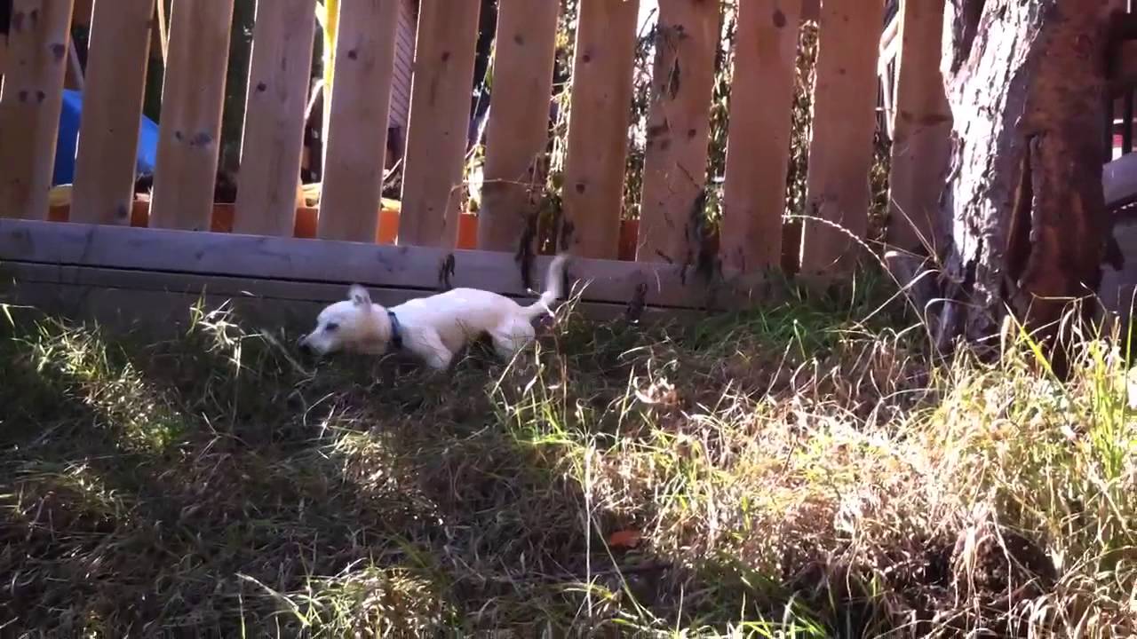 Bella adoptable dog from Little Mutts Rescue. Calgary YouTube