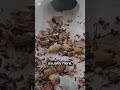 He Left the Peanuts…