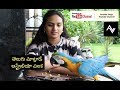 A telugu talking macaw in my pet collection