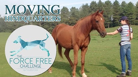 Moving hindquarters without force | 2014 Force Free Challenge