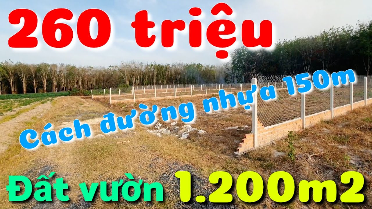 Bán 4 miếng đất vườn 1.200m2 giá rẻ 260 triệu cách đường nhựa 150m ở Long Vĩnh Châu Thành Tây Ninh