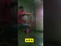 mau curi mangga ngahahak😂