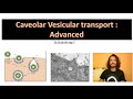 Caveolar vesicular transport  advanced