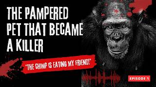 Travis the Chimp: Human Hubris or Wild Instinct?  l   Mini-Doc