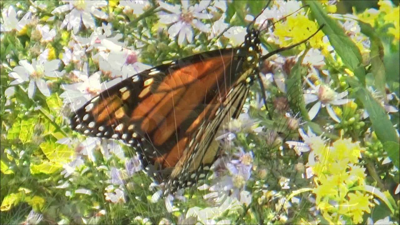 Monarch Butterfly Migration YouTube