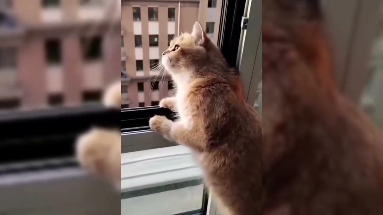  Kumpulan video Kucing kepoo 