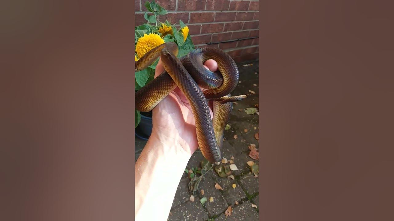 Northern white lipped python catching some rays youtube