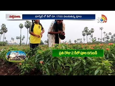లాభాల పంటగా మారిన కనకాంబరం సాగు | Crossandra Farming: A Profitable Flower Crop for Farmers | 10TV - 10TVNEWSTELUGU