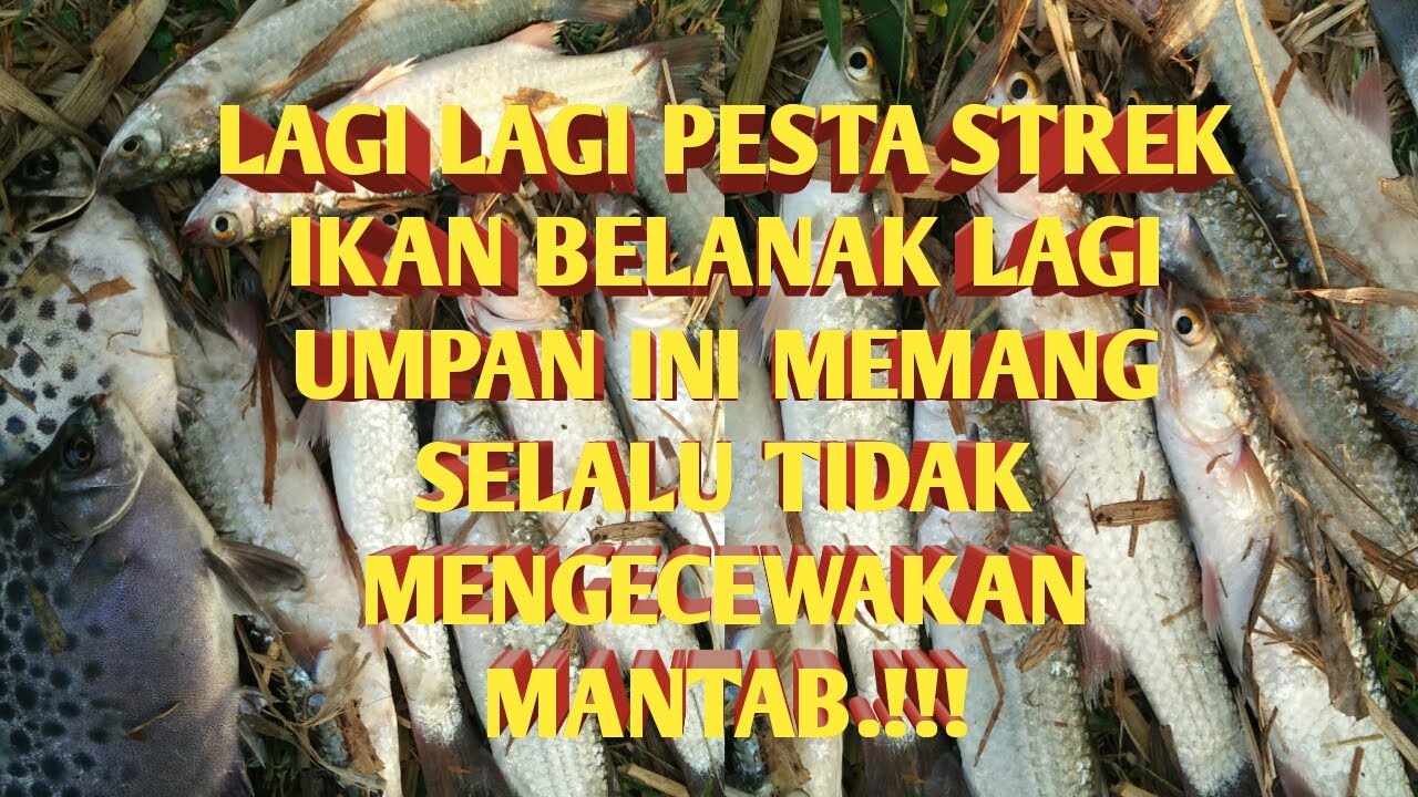 Mancing ikan belanak, umpan tepung terigu || pol airut depok Jogja