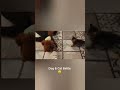 Ev Halleri 18 - Poodle & Cat (My Home - Animals)