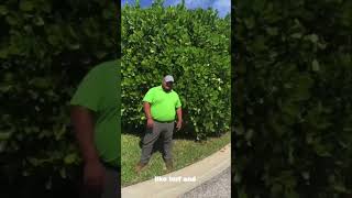 Vision landscapes Clusia Trimming update. Trim This Clusia Hedge With Me