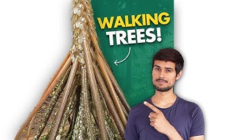 These Trees can Walk!