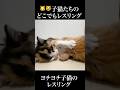 🐱😾子猫たちのいつでもどこでもレスリング！ #cat #kitten #猫 #子猫 #ねこ #こねこ #shorts #保護猫 #猫のいる暮らし