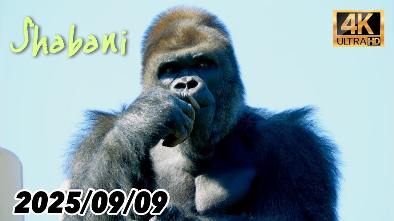タワー最上段に陣取るシャバーニ！ 2025/09/09 Tuesday ( 火曜日 ) 【 東山動植物園 】