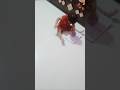 Cute Baby Video Status 🥰#comedy #fuunycomedy #funnyvideo #funnyshorts #shortsviral #shortsfeed