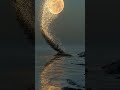 月への階段（Stairway to the Moon）#shorts #stairway #Dawn