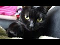 【みみちゃん】カメラを向けるなっ!