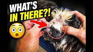 I Just Groomed His Brother Now Its His Turn Dog Ear Cleaning And Hair Plucking Asmr Pov