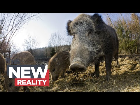 Video: Wild boar: forest dweller