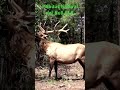 Hábitat Natural del Bull ELK donde e #curiosidades #animales #datoscuriosos #naturaleza ncontrarlos