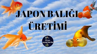 Japon Baliği Üreti̇mi̇ Önemli̇ Bi̇lgi̇ler