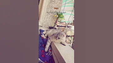 مايلو هو نت مين فكرتي بيكك مايلوو اكسبلوو فولو لايك 