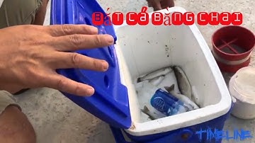 Câu Cá Bằng Chai Nhựa - Câu Cá Đối - Fishing By Bottles