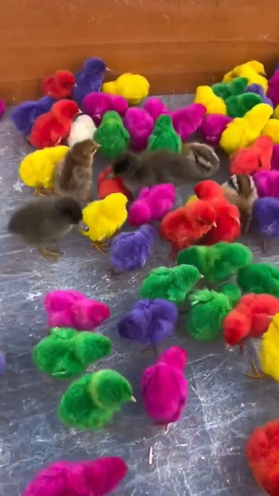 chicks, Colorful Chick #chicken #chicks #cock #birds #shortvideo #shorts #short #viral #youtube