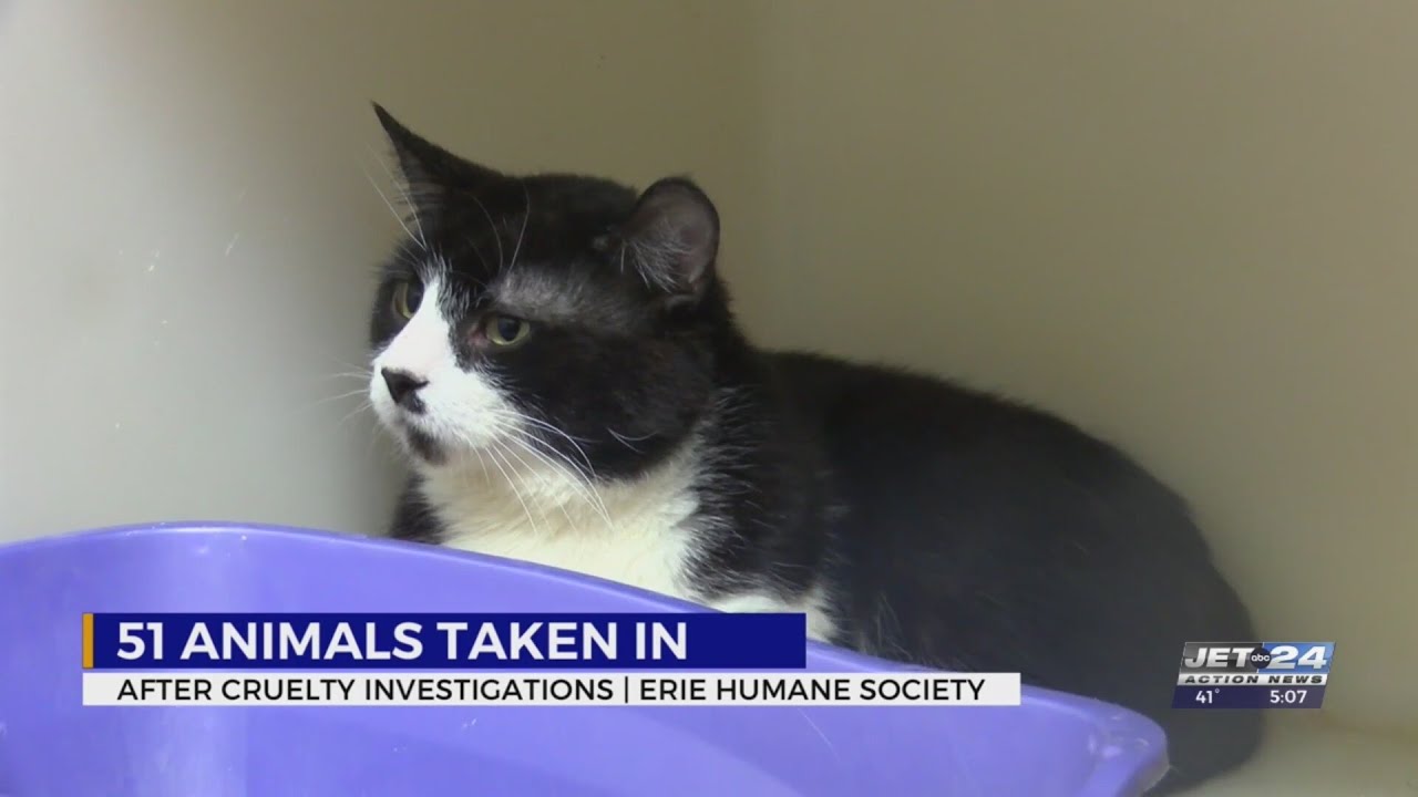 Erie Humane Society rescues over 50 animals in two weeks